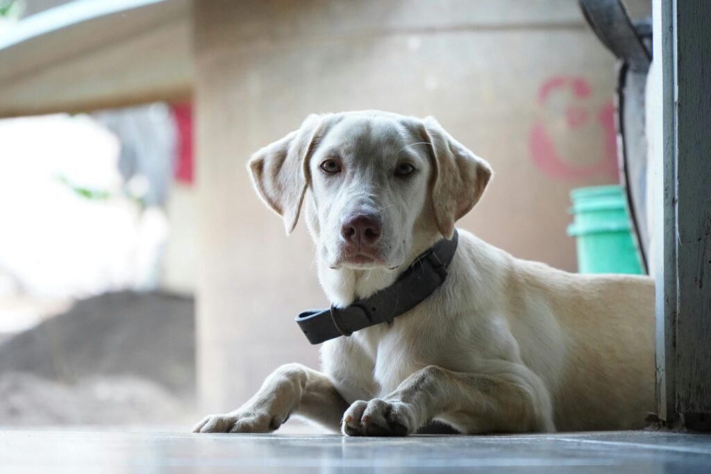 A relaxed Labrador Retriever lying indoors, showcasing a calm demeanor in Lagoa de Itaenga, Brazil.